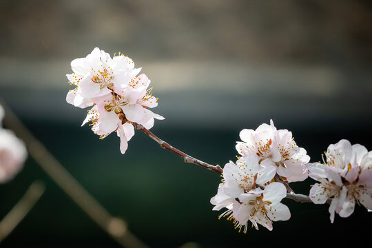 山桃花独树一帜