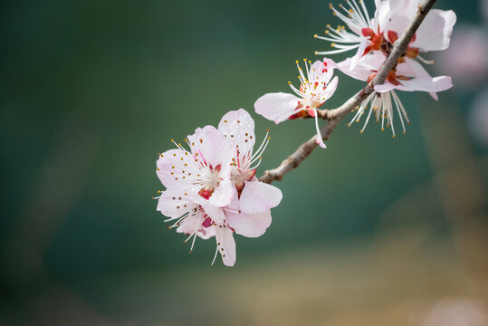 山桃花特写镜头