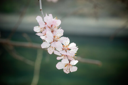 一串山桃花