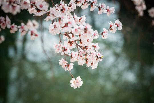 山桃花