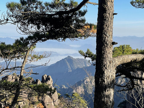 黄山松树