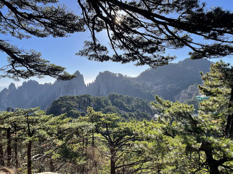 黄山松树