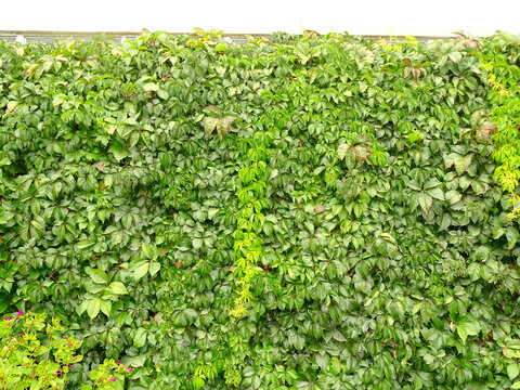 绿植墙围墙