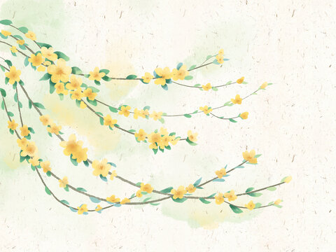 古風(fēng)水彩植物花卉迎春花