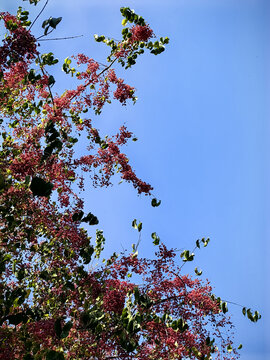 蓝天和红色小树枝