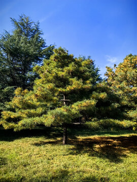 一颗松树