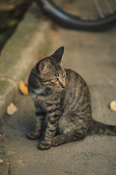 户外的狸花猫