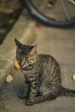 户外的狸花猫