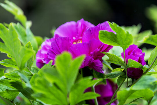 国色天香紫色的牡丹花