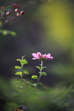 雏菊