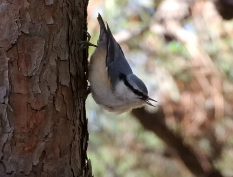 普通鳾