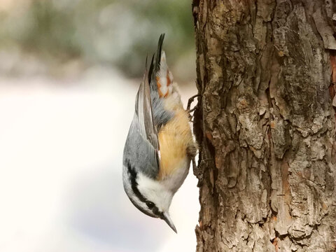 普通鳾