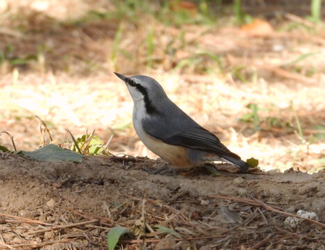 普通鳾