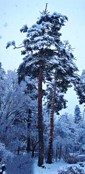 暴雪松树