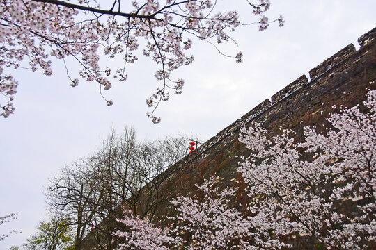 櫻花城墻