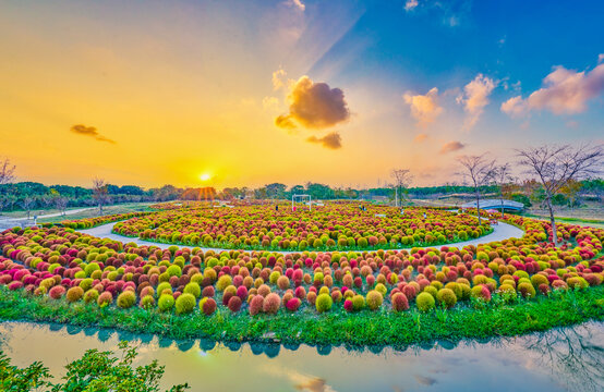 地肤花海