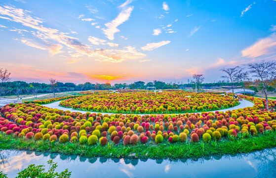 地肤草花海