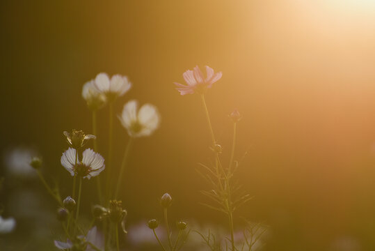 格桑花特写