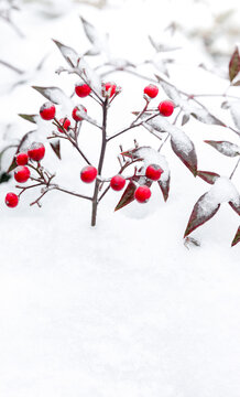 冬天雪地里的南天竹