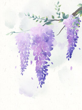 古风水彩植物花卉紫藤