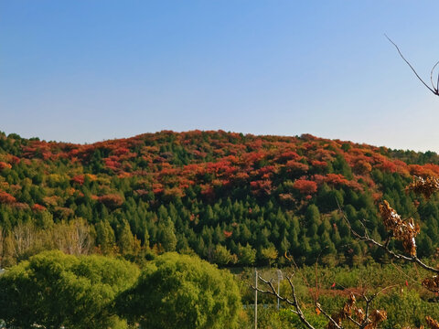 北京顺义舞彩浅山红叶