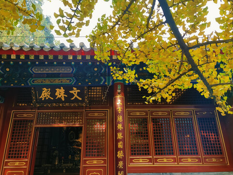 北京八大处大悲寺银杏树