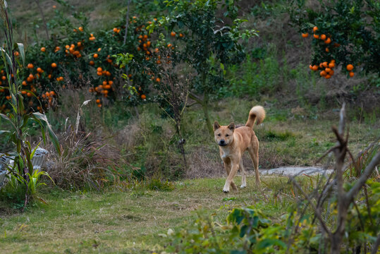 田园犬