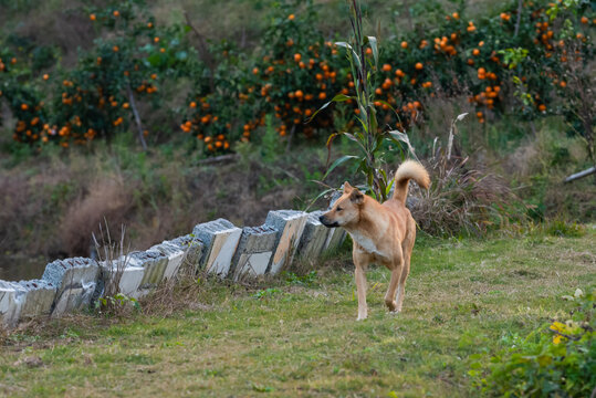 田园犬