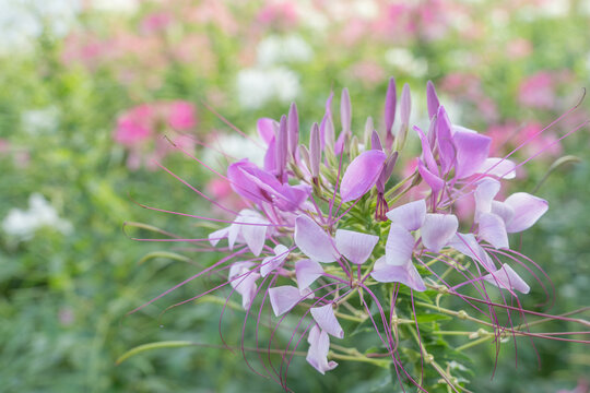 花丛中一朵紫色的醉蝶花