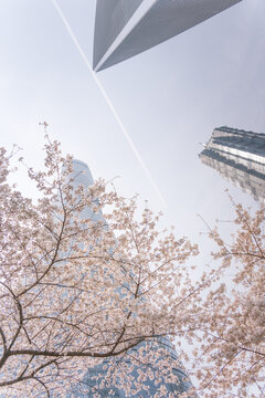 上海三件套摩天大楼与樱花