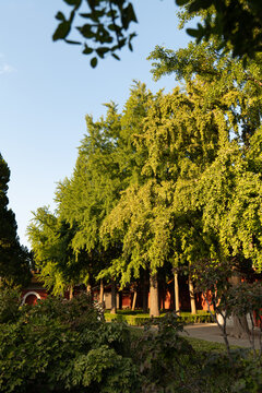 景山公园秋景