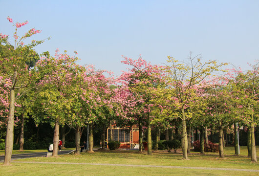 园林风景