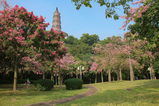 公园风景