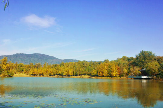 秋林和湖景