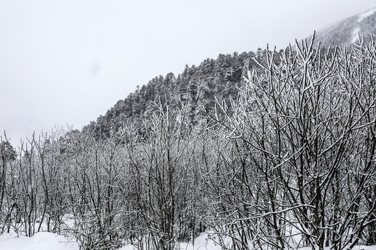 四川甘孜海螺沟冰川森林公园