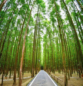 水杉林公路自然风光