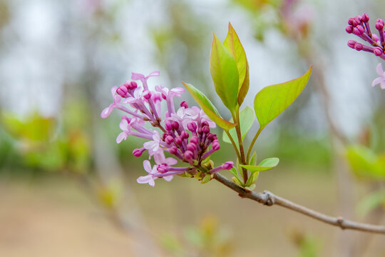 丁香花紫丁香