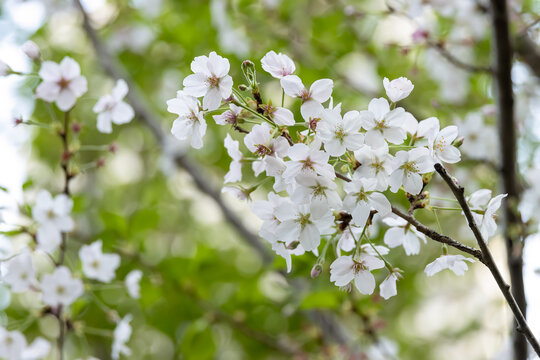 白色樱花