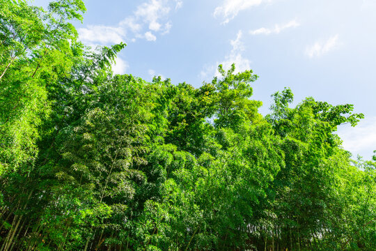 竹林天空