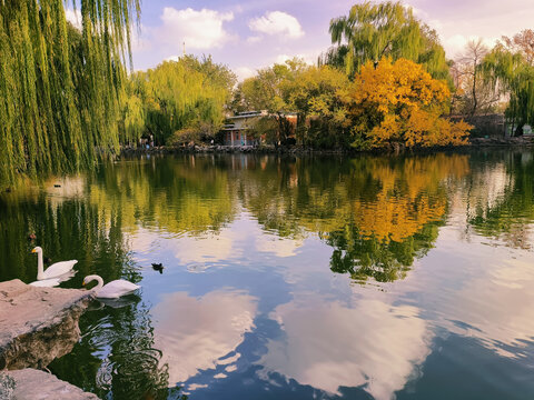 北京动物园水禽湖秋景