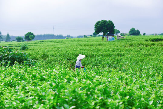 横县茉莉花采摘