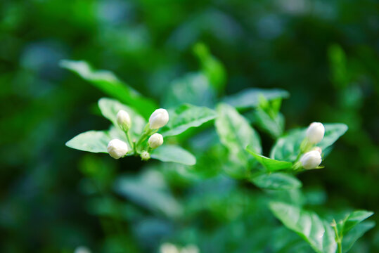 横县茉莉花特写