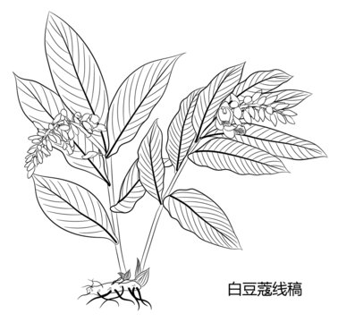 白豆蔻線稿