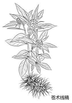 蒼術(shù)線稿