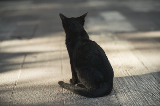 户外的黑猫