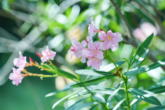 盛开的夹竹桃花