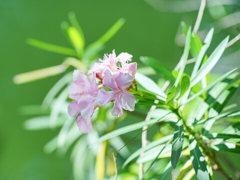 盛开的夹竹桃花