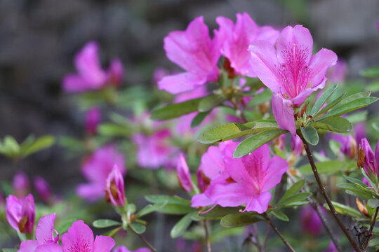 杜鹃花开