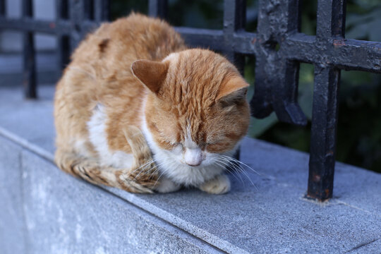 公园里的流浪猫