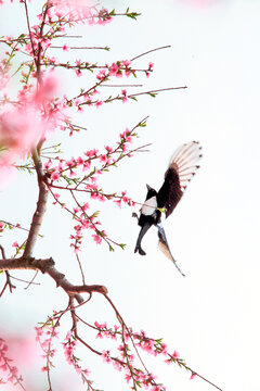 桃花节风景